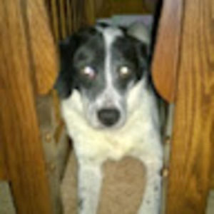 Meet your Posher, Barbara